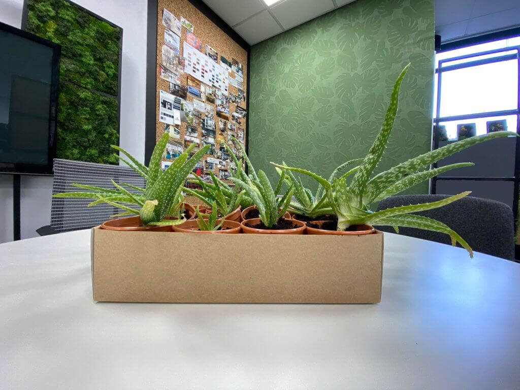 What is the best plant for my office